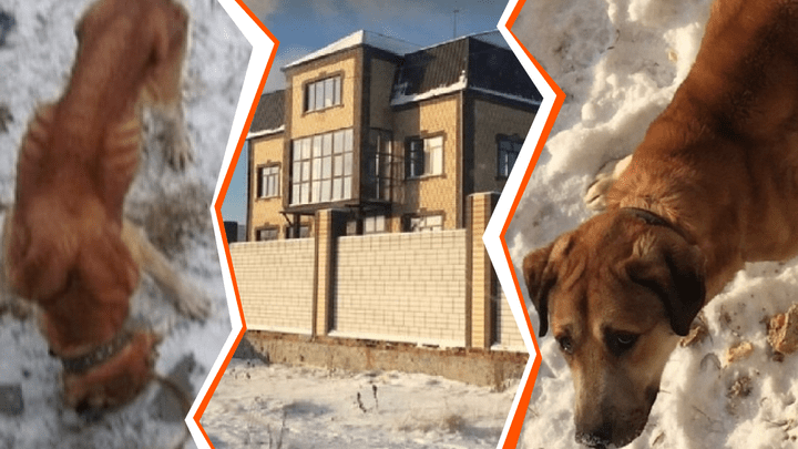 Остались одни кости да кожа: тюменцы вызвали полицию, чтобы спасти изголодавшегося пса