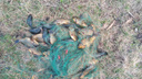 Поймал 43 килограмма карасей: в Зауралье задержали рыбака-браконьера