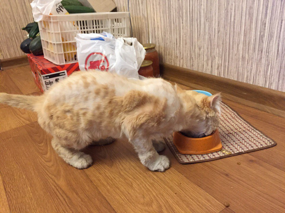 Кот оказался очень голодным и добрым