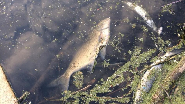 В челябинском Минэкологии объяснили появление дохлой рыбы в реке Миасс