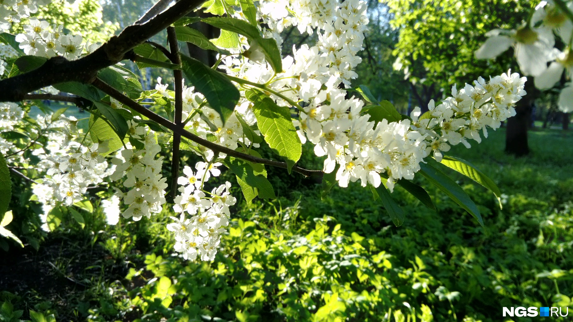Песни расцветали яблони минус. Яблочные деревья в цвету Новосибирск. Яблоня.