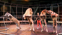 «Животные у нас тоже великие»: как NN.RU побывал на репетиции циркового шоу с Михаилом Багдасаровым