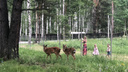 Бэмби и его подружка: в посёлок под Новосибирском привезли пятнистых оленей