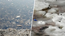 Специалисты выяснили, из-за чего в озере на Аэродромной погибла рыба