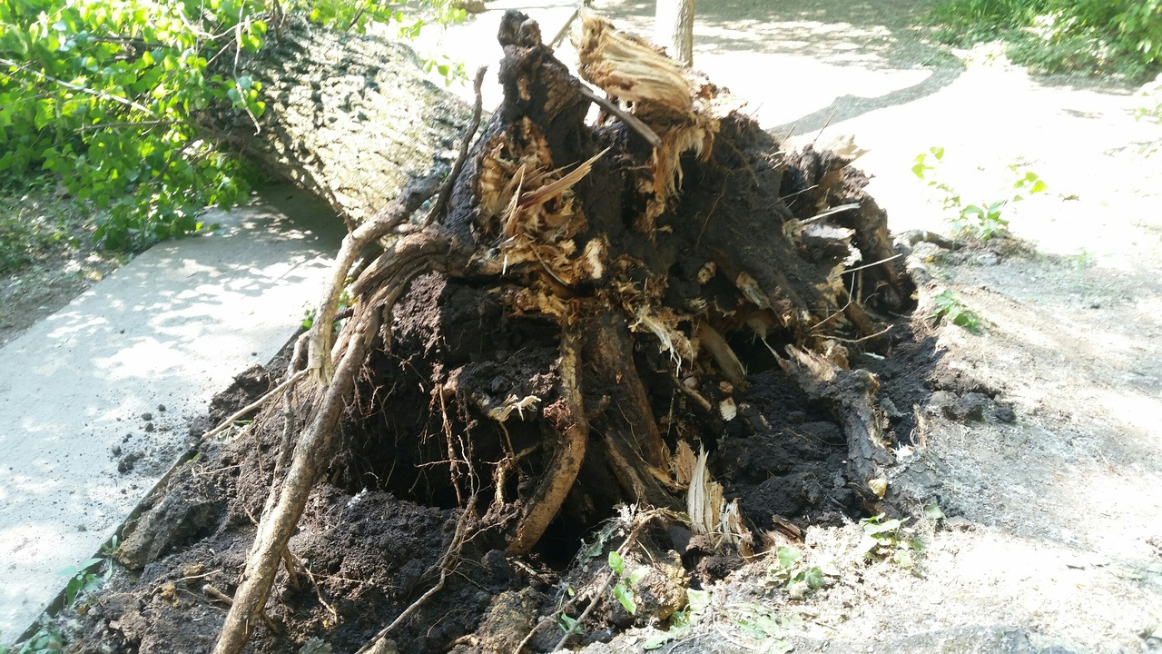 Дерево находилось на участке, принадлежащем УК «ЮгЖилСервис»
