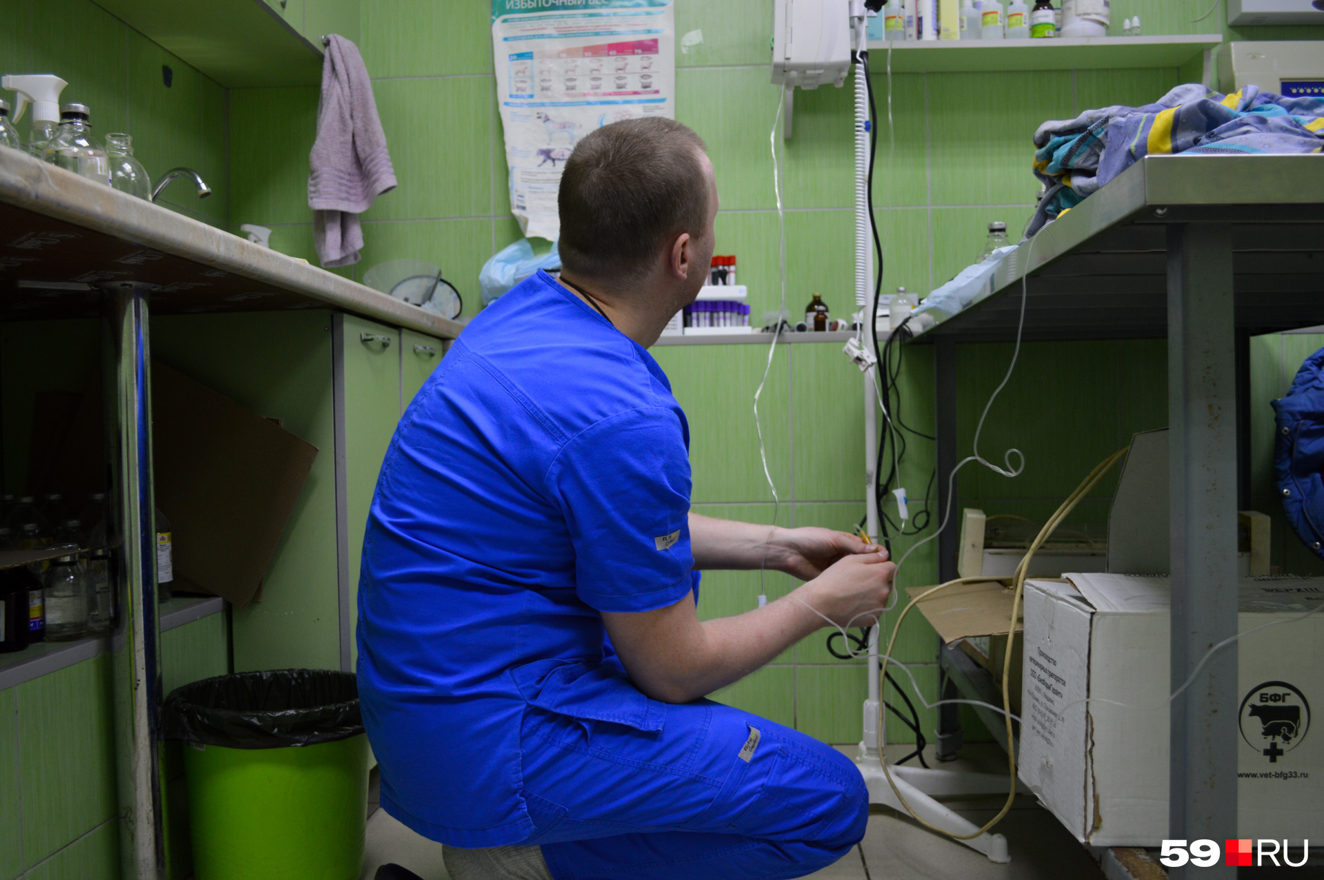 Ветеринар Илья Латыпов меняет капельницу Чернышу