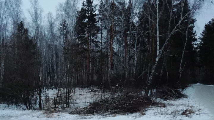 «Предотвратить вред людям»: власти Челябинска объяснили вырубку 661 дерева возле «тропы здоровья»