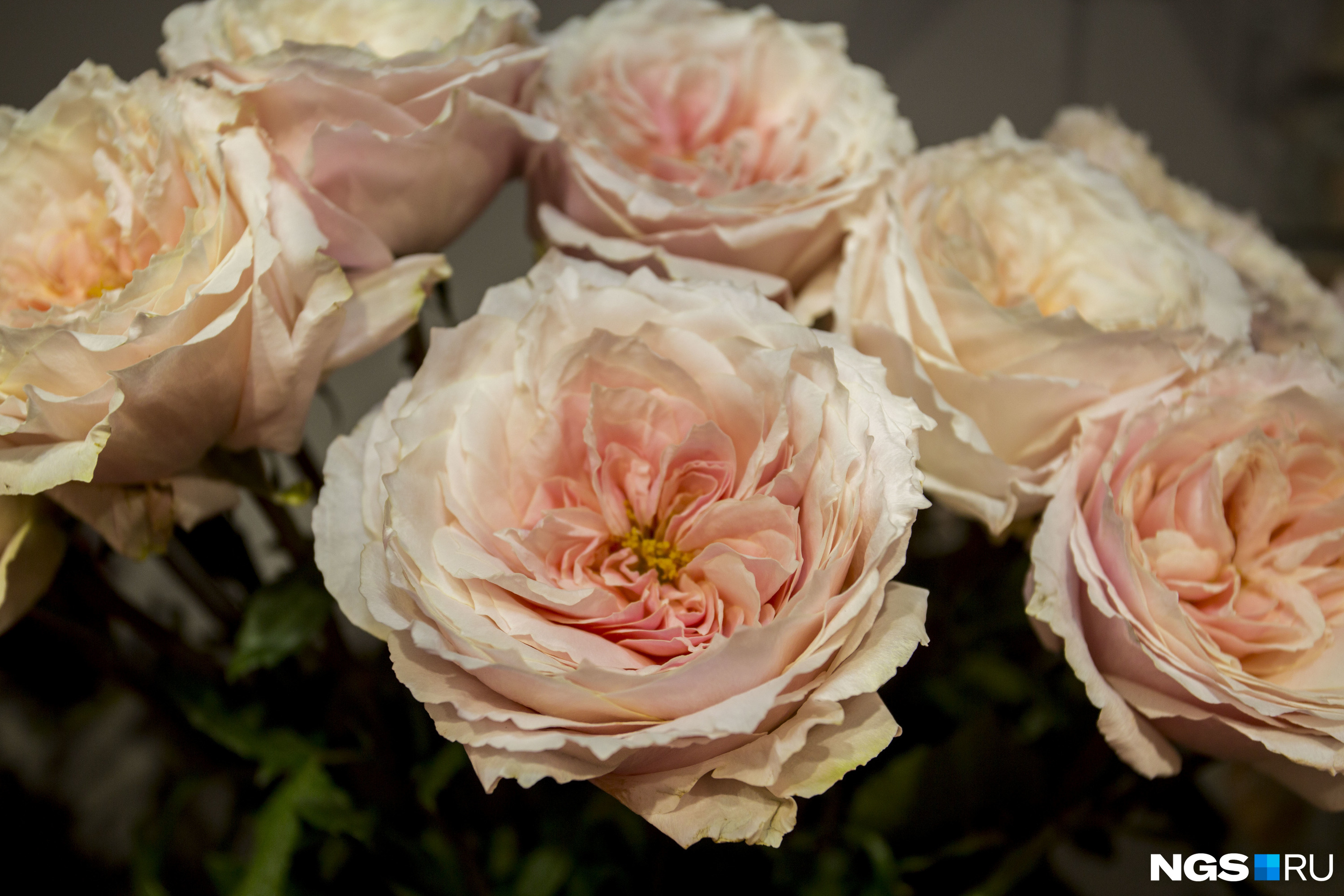 Каждый сорт пионовидных роз пахнет по-разному