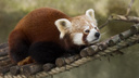 В зоопарке построят вольер для панд, которые любят смотреть на людей свысока