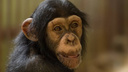 В ростовском зоопарке поселилась маленькая шимпанзе