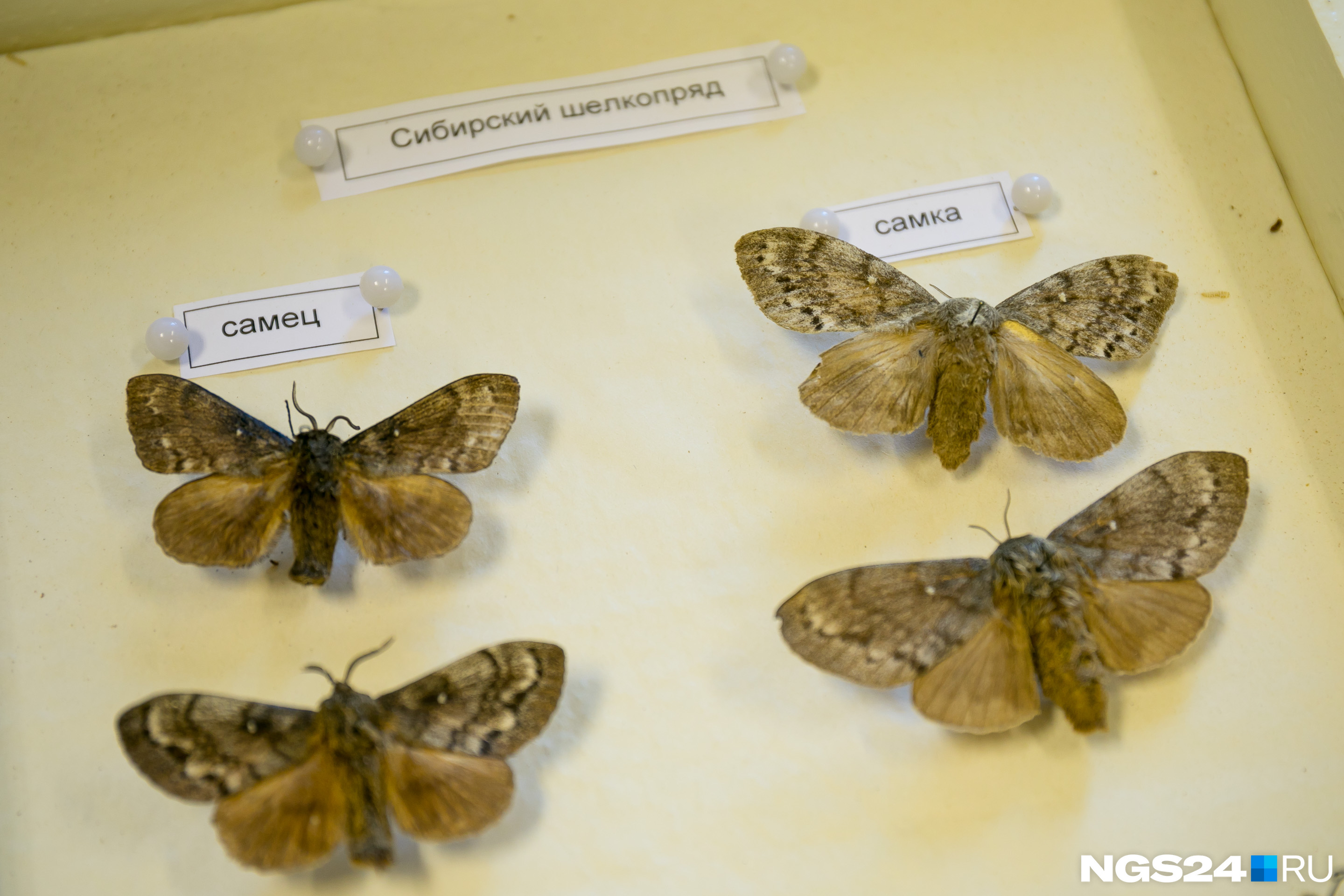У ночных бабочек-самцов усики-щетки, чтобы улавливать ферромоны от самки