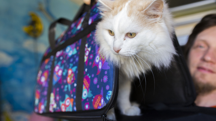 Мы везём с собой кота: как подготовить домашнее животное к путешествию