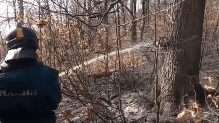 В Самарской области вторые сутки горит лес