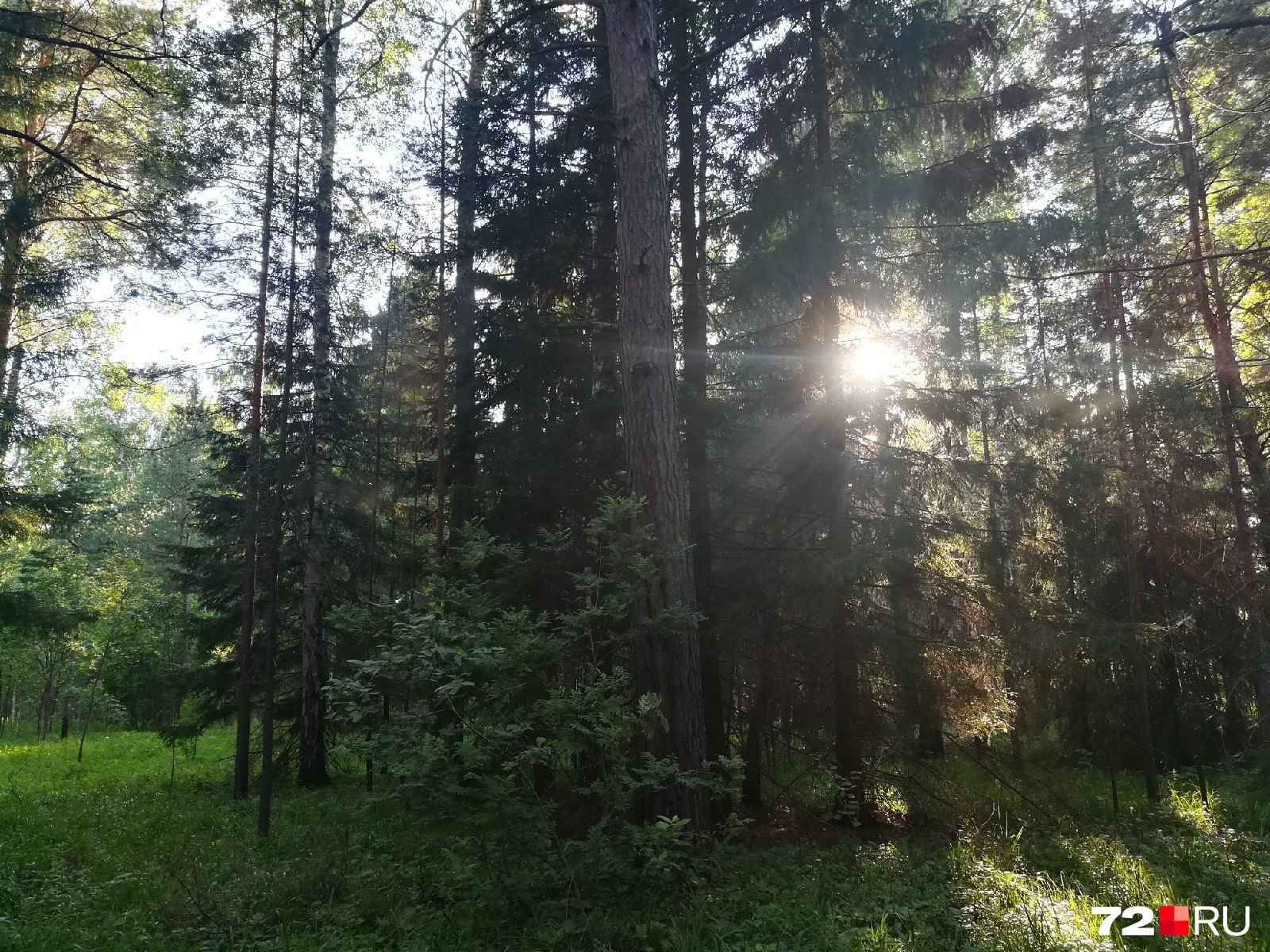 Там, где солнце, можно найти много лесных даров 