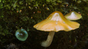 Новосибирцы нашли в глухой тайге американский гриб, который меняет цвет