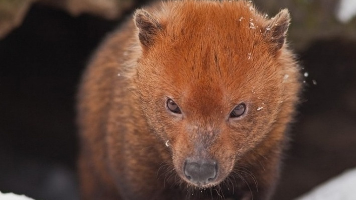Новосибирский зоопарк потратит больше 5 миллионов на вольеры для редких зверей с перепонками на лапах