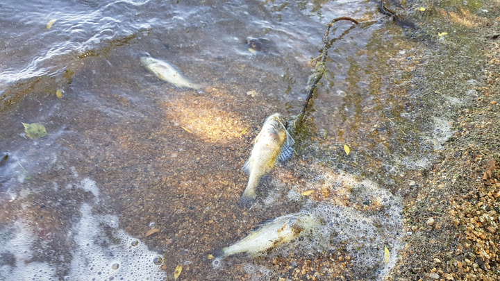 «Возможно, это только начало»: челябинцев встревожила дохлая рыба на берегу Шершней