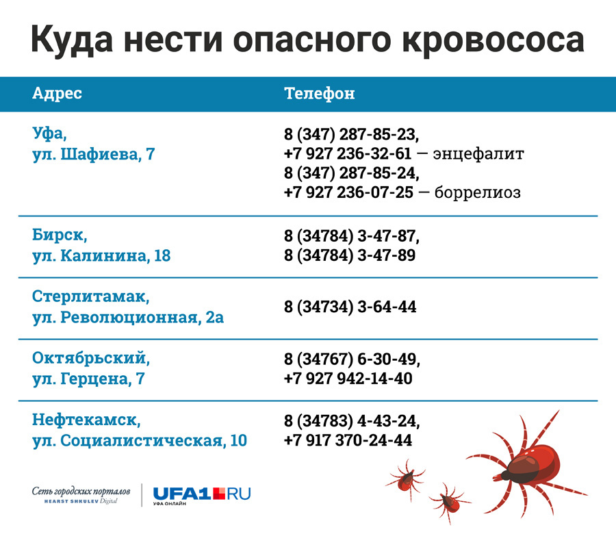 Можно ли сдать клеща. Анализы на боррелиоз и клещевой энцефалит. Анализ на исследования клеща. Где сдать клеща на анализ. Где принимают клещей на анализ.