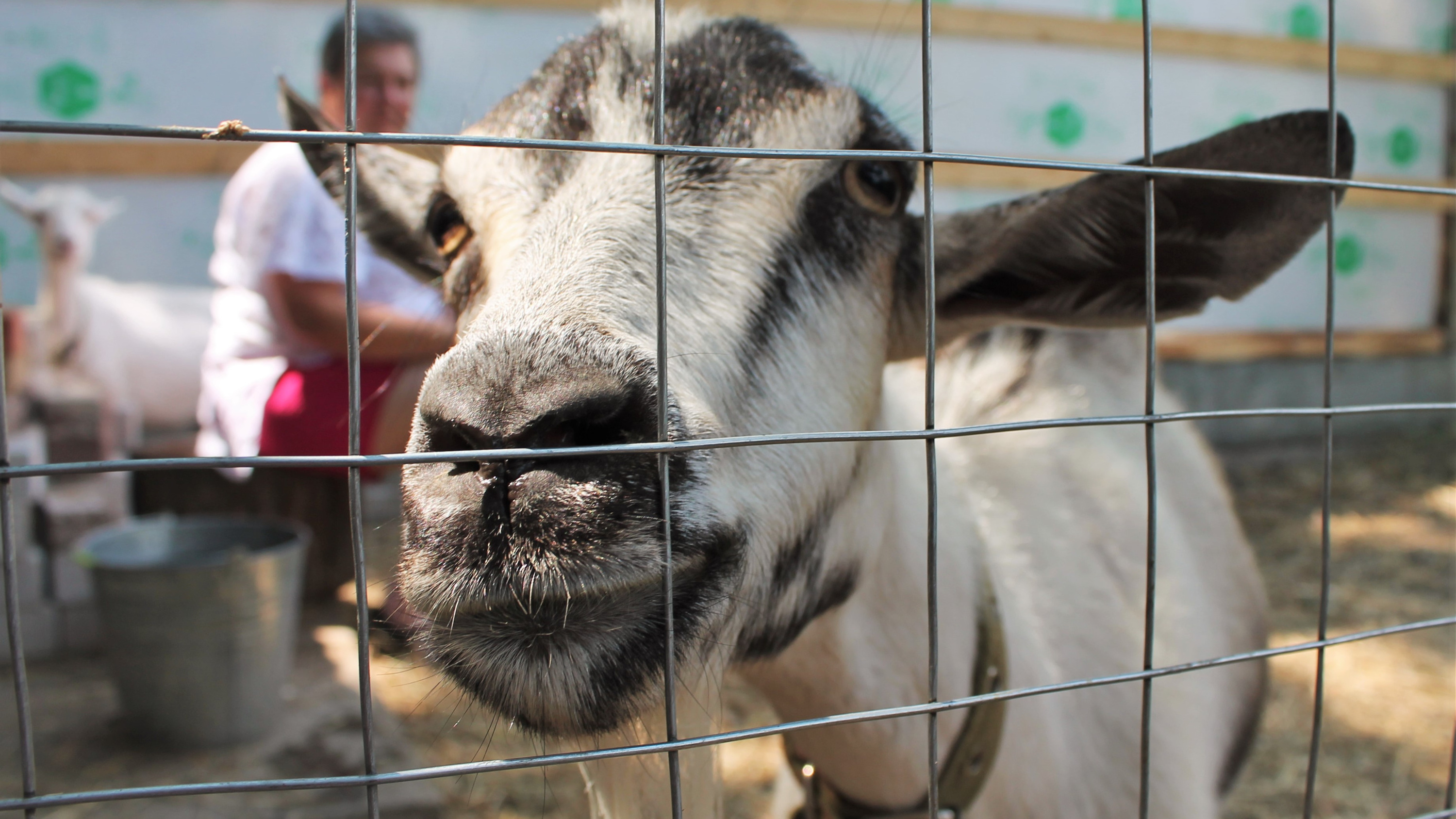 Умеет ли плакать сыр и почему кричат козы: истории волгоградцев, изменивших жизнь ради любимого дела