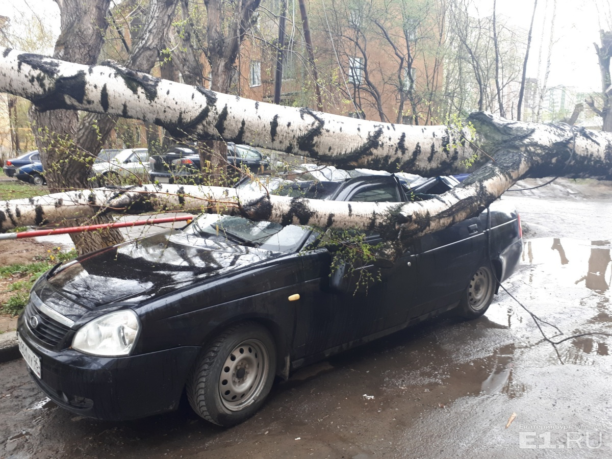 На Сортировке берёза упала на отечественную легковушку На Сортировке берёза упала на отечественную легковушку