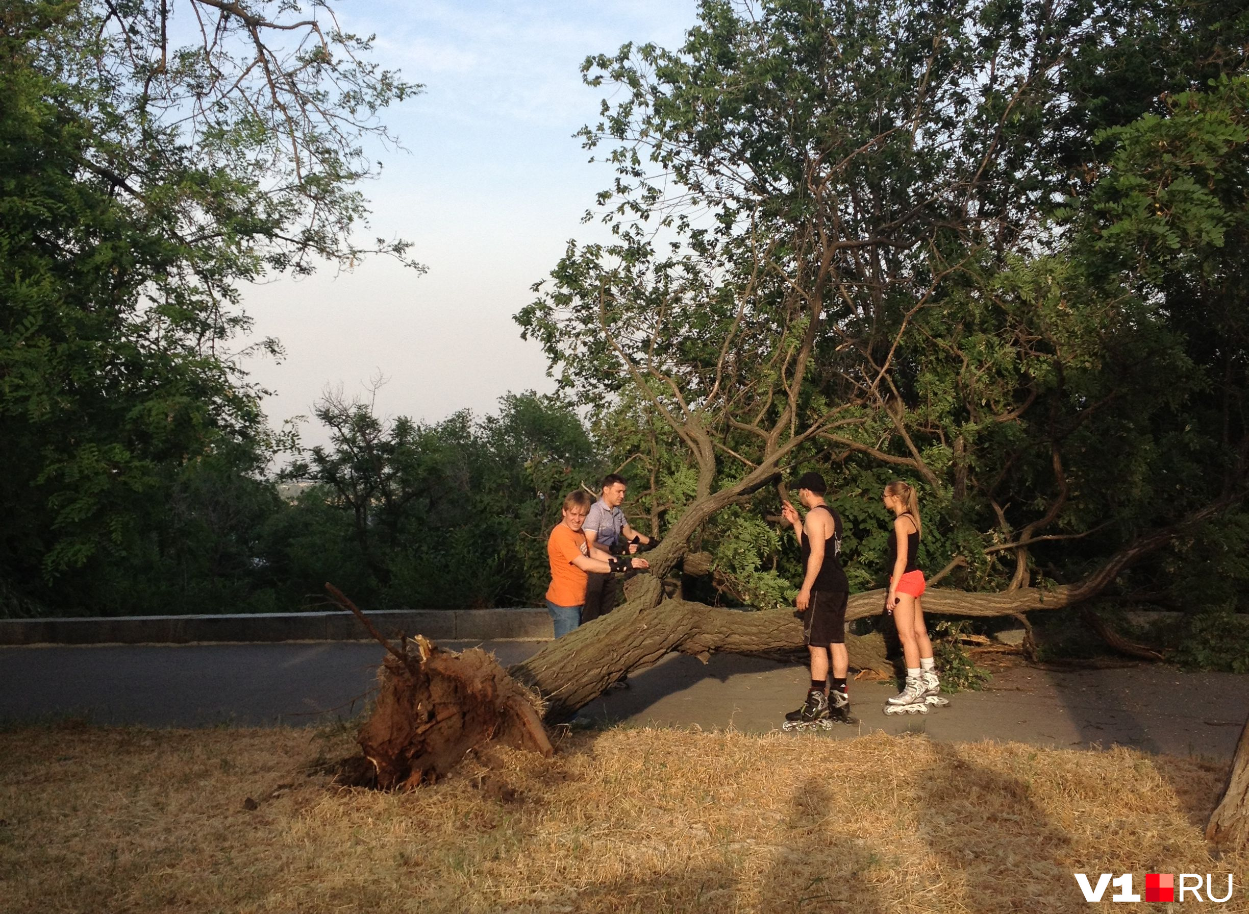 От сильного ветра в Волгограде могут рухнуть даже самые надежные с виду деревья