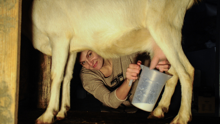 Екатеринбургский юрист судится с производителем сыра из-за козы