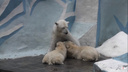 Мама покормила белых медвежат в зоопарке (видео)