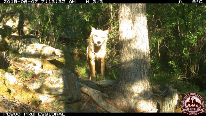 Очень скрытный волк попал в объектив фотоловушки в заповеднике