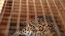 Рычащая милота: в Самарском зоопарке родились котята леопарда