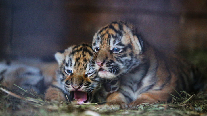 В уфимском передвижном зоопарке родились тигрята