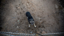 «Эти собачки злобные»: городская служба отлова животных начала раздавать цепных псов