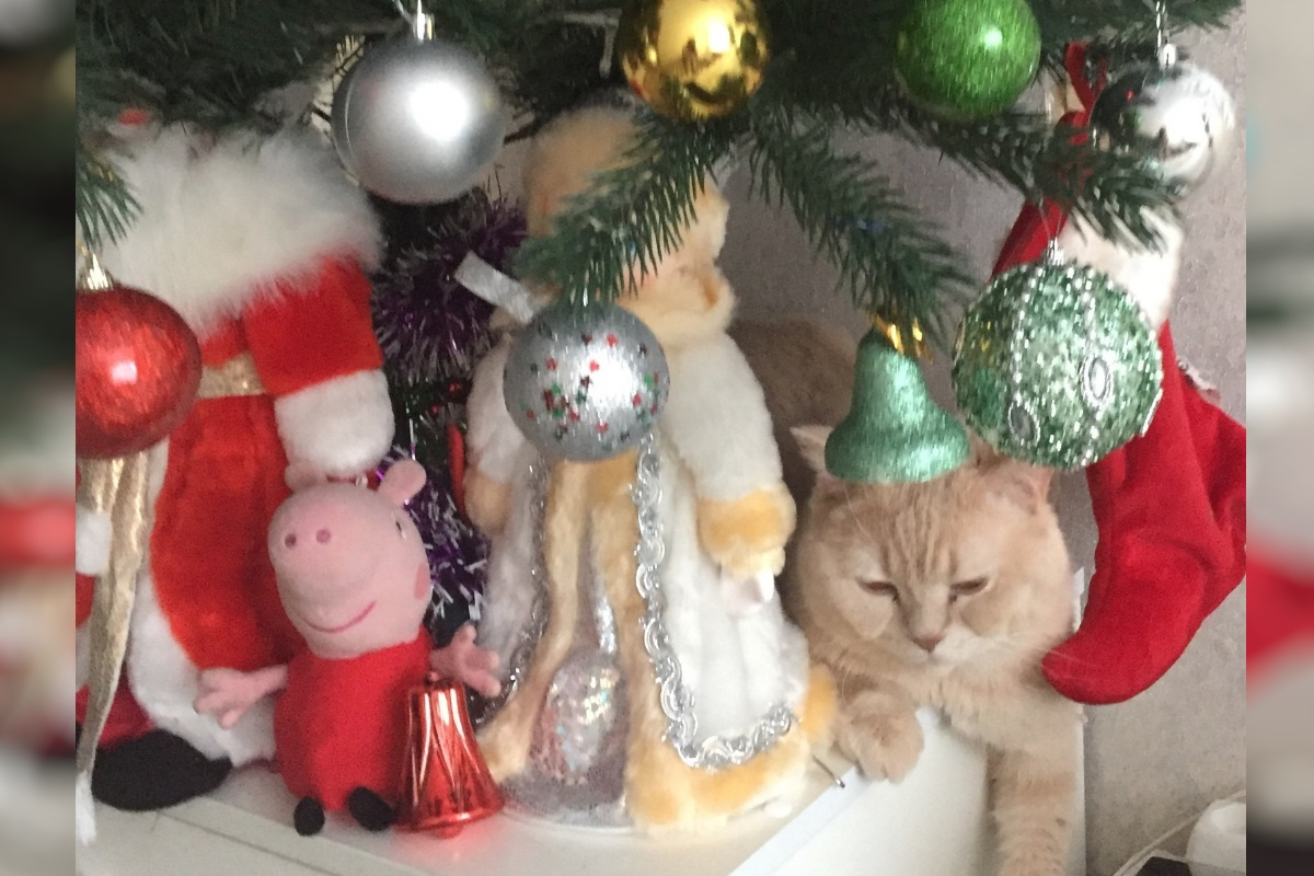 Котик хочет, чтобы Новый год наступил побыстрее