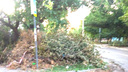 «Древопад» в Ростове: в спальном микрорайоне упали несколько деревьев