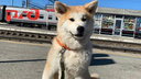На челябинском вокзале при использовании новой услуги РЖД потеряли собаку порноактрисы