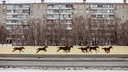 Защитные экраны на «Меридиане» в Челябинске «оживили» лошадьми. По-вашему, это ок или заскок?