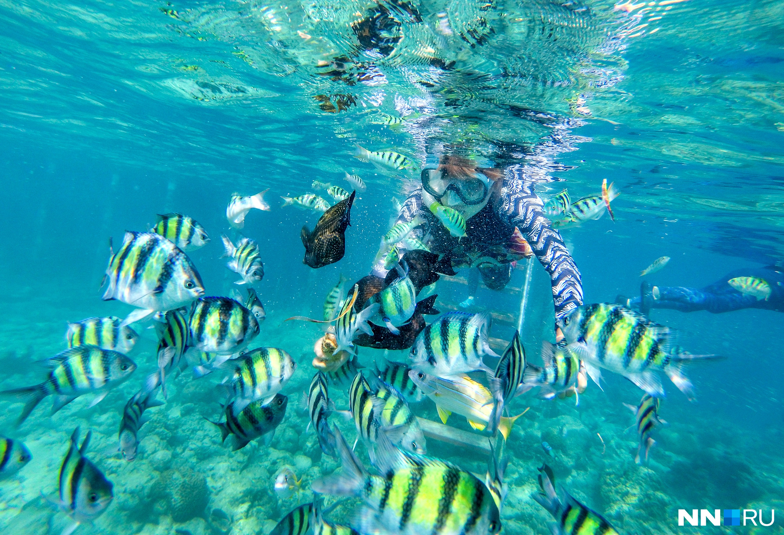 Tropic Tree Maldives снорклинг