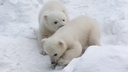 Белая медведица Герда из зоопарка отказалась пускать ветеринаров к детёнышам
