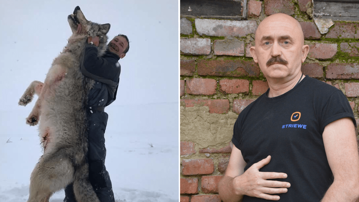 «Это убийство не ради селфи, а ради жизни»: журналист — об истреблении волков на Урале