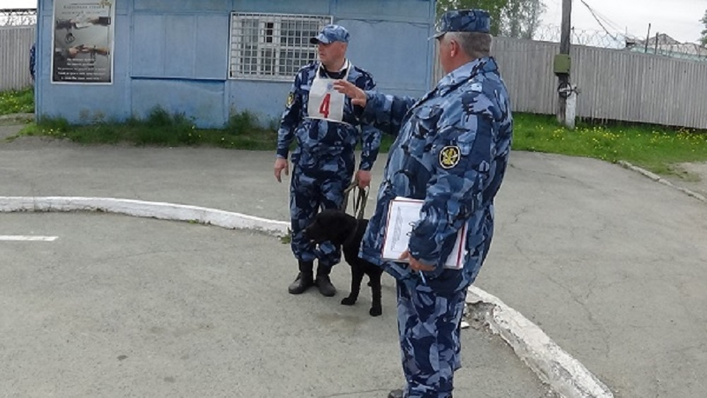 Ик 3 полярный волк. ГУФСИН Челябинск кинолог. ИК-3 ГУФСИН России по Свердловской области начальник. ФКУ ИК-3 Краснотурьинск кинологи. Кинологи ИК 3 Свердловская область.