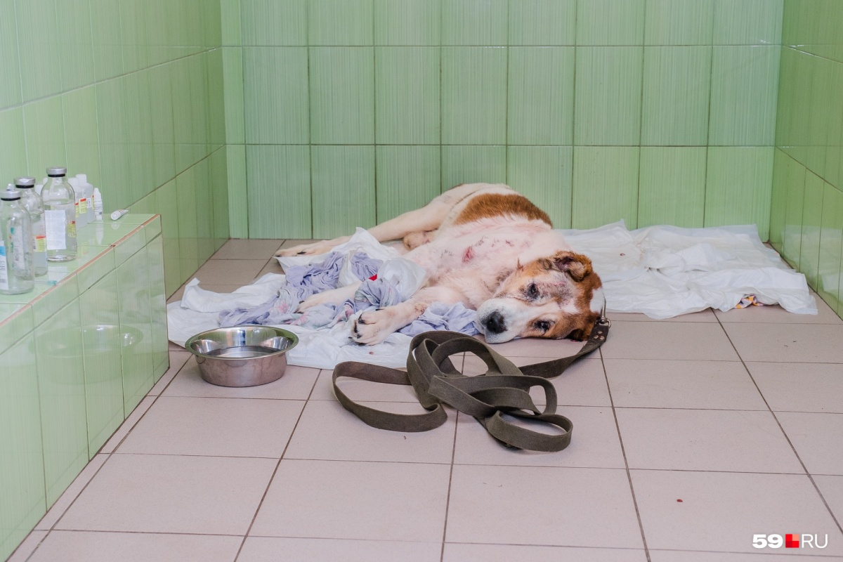 На фото Лаваш после недели лечения в ветклинике. На тот момент у пса заросли все раны, но оставались проблемы с внутренними органами