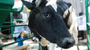 В Курганской области из-за инфекции у коров родились мертвые телята