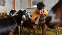 Работать некому: фермер из Сысерти решила продать стадо элитных коз из-за проблем с кадрами