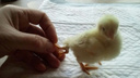 Видео: в Новосибирске вылупился цыплёнок с четырьмя лапками