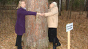 Сосна из Просветского дендрария признана «Деревом — памятником живой природы»