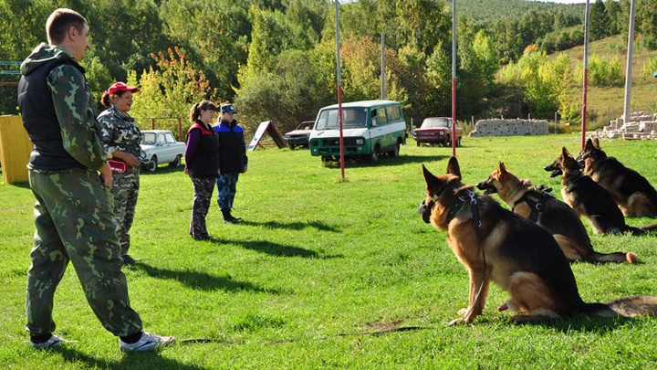 В полиции подняли архивы и рассказали, когда первая собака начала искать преступников в Красноярске