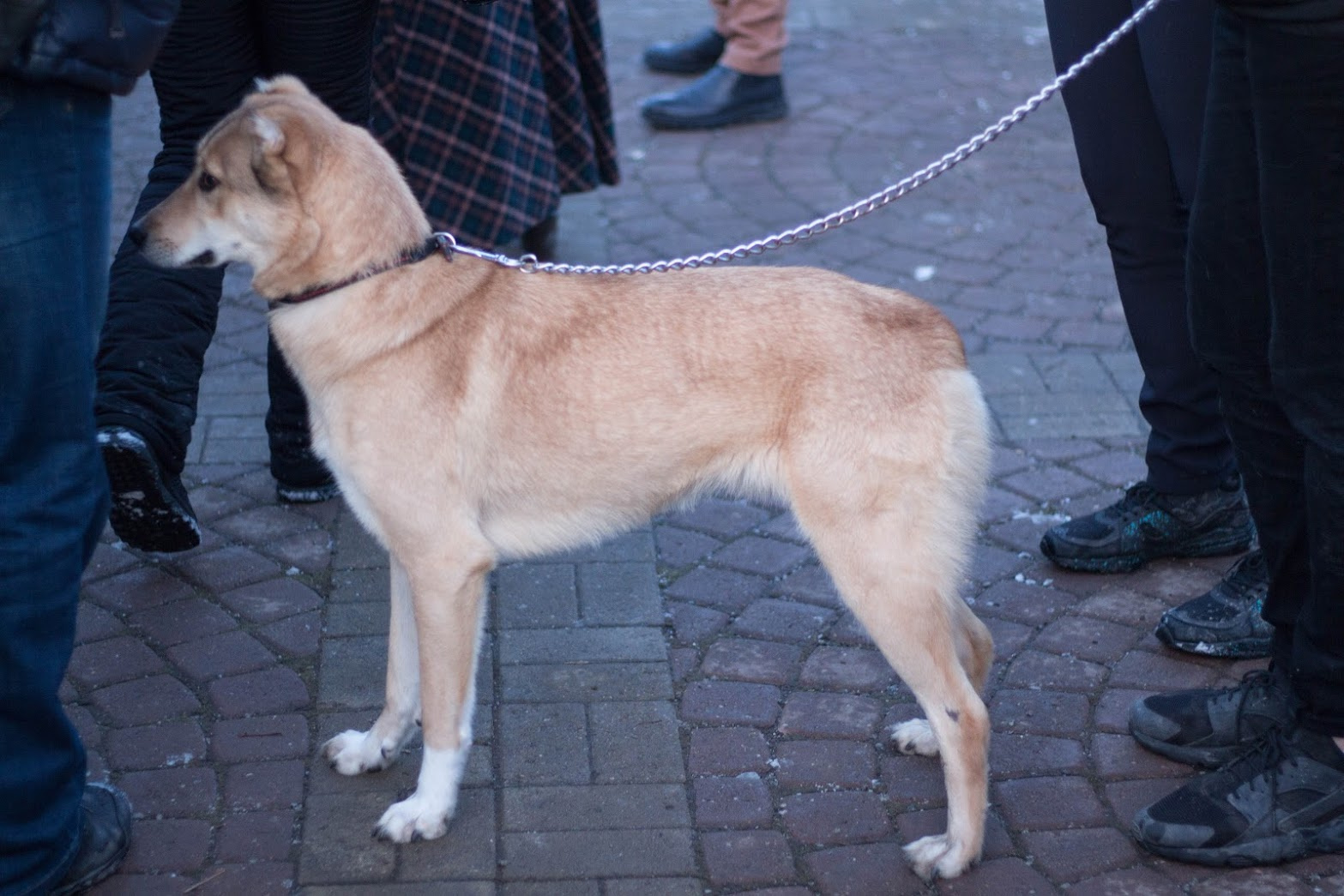 Песики тоже участвуют в митинге