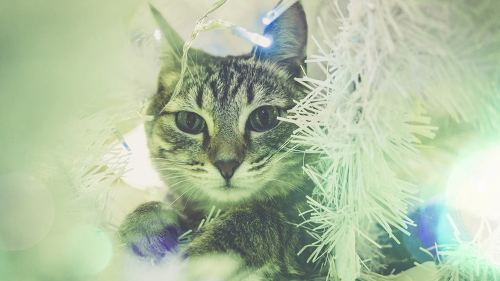 Скажи дождику нет: как украшать елку, если в вашем доме живет котик