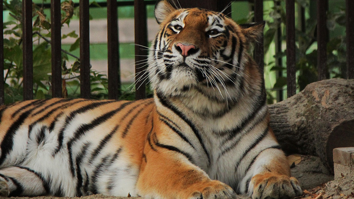 В Екатеринбургский зоопарк привезли робкую амурскую тигрицу по кличке Джуна
