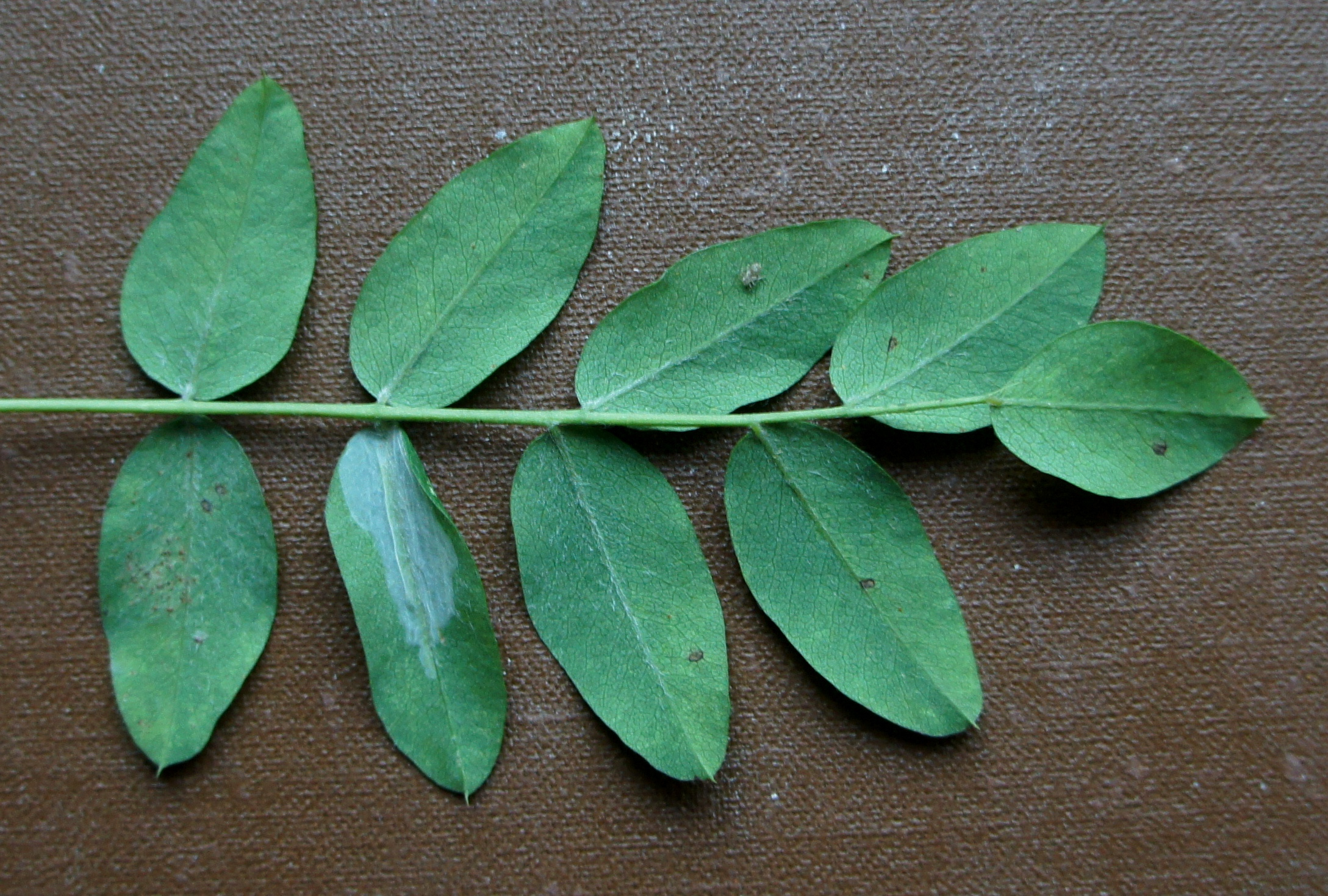 Гусеница оставляет на листьях «мины», которые разъедают растение изнутри