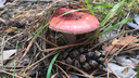Специальные гиды покажут волгоградцам грибные места в охоте за шампиньонами